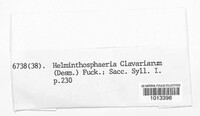 Helminthosphaeria clavariarum image